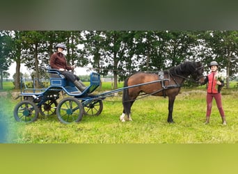 Kuc walijski partbred, Wałach, 5 lat, 138 cm, Gniada