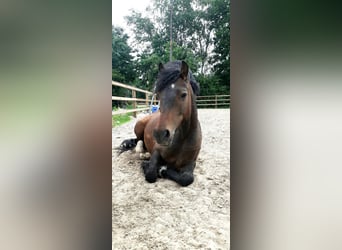 Kuc walijski partbred, Wałach, 5 lat, 138 cm, Gniada