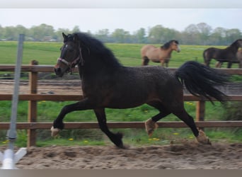 Kuc walijski partbred, Wałach, 5 lat, 138 cm, Gniada