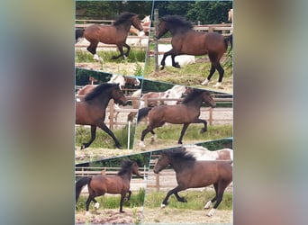 Kuc walijski partbred, Wałach, 5 lat, 138 cm, Gniada
