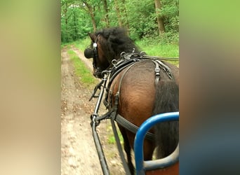 Kuc walijski partbred, Wałach, 5 lat, 138 cm, Gniada