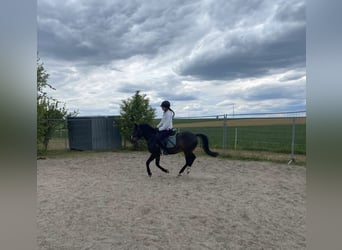 Kuc walijski partbred, Wałach, 6 lat, 137 cm, Ciemnogniada