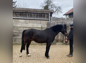 Kuc walijski partbred, Wałach, 6 lat, 137 cm, Ciemnogniada