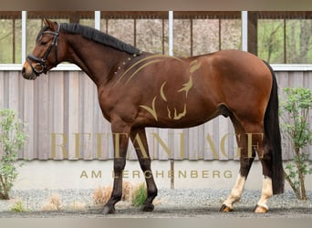 Kuc walijski partbred, Wałach, 6 lat, 148 cm, Gniada