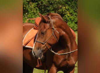 Kuc walijski partbred Mix, Wałach, 7 lat, 162 cm, Kasztanowata