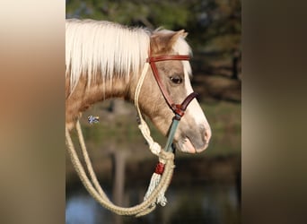 Kuc walijski partbred Mix, Wałach, 10 lat, 107 cm