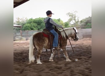 Kuc walijski partbred Mix, Wałach, 10 lat, 107 cm