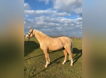 Kuc walijski partbred, Wałach, 10 lat, 149 cm, Izabelowata