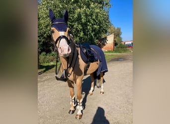 Kuc walijski partbred, Wałach, 10 lat, 149 cm, Izabelowata