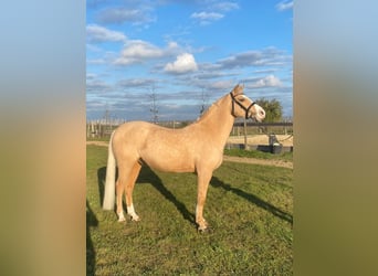 Kuc walijski partbred, Wałach, 10 lat, 149 cm, Izabelowata