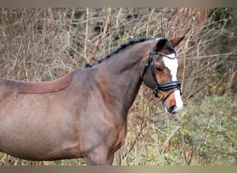 Kuc walijski partbred, Wałach, 11 lat, 148 cm, Gniada