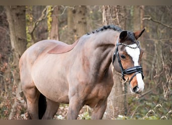 Kuc walijski partbred, Wałach, 11 lat, 148 cm, Gniada