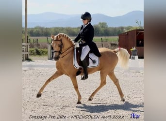 Kuc walijski partbred, Wałach, 13 lat, 144 cm, Izabelowata
