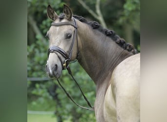 Kuc walijski partbred, Wałach, 13 lat, 155 cm