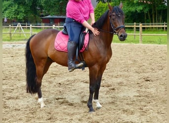 Kuc walijski partbred, Wałach, 14 lat, 145 cm, Gniada