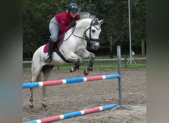 Kuc walijski partbred, Wałach, 14 lat, 153 cm, Siwa