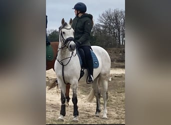 Kuc walijski partbred, Wałach, 14 lat, 153 cm, Siwa