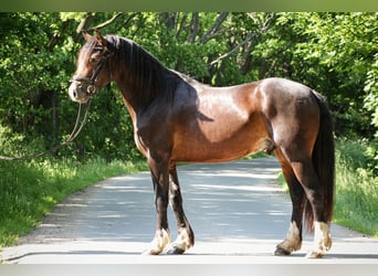 Kuc walijski partbred, Wałach, 2 lat, 155 cm, Ciemnogniada