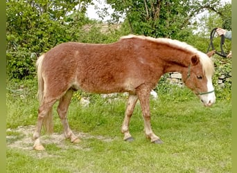 Kuc walijski partbred, Wałach, 3 lat, 115 cm, Kasztanowata