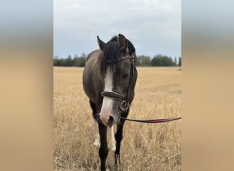 Kuc walijski partbred, Wałach, 3 lat, 136 cm, Siwa