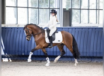 Kuc walijski partbred, Wałach, 3 lat, 141 cm, Gniada