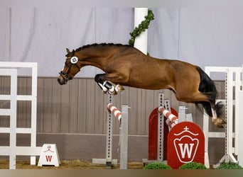 Kuc walijski partbred, Wałach, 3 lat, 141 cm, Gniada