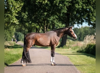 Kuc walijski partbred, Wałach, 3 lat, 150 cm, Ciemnogniada