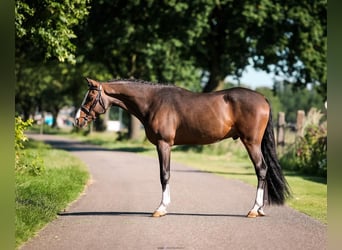 Kuc walijski partbred, Wałach, 3 lat, 150 cm, Ciemnogniada