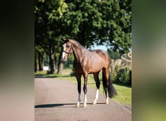 Kuc walijski partbred, Wałach, 3 lat, 150 cm, Ciemnogniada