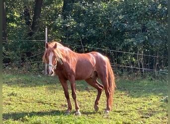 Kuc walijski partbred, Wałach, 4 lat, 133 cm, Kasztanowata