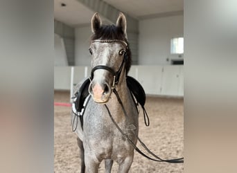 Kuc walijski partbred, Wałach, 4 lat, 139 cm, Siwa