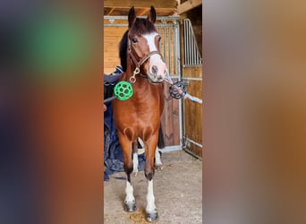 Kuc walijski partbred, Wałach, 4 lat, 140 cm, Gniada
