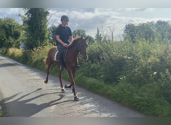 Kuc walijski partbred, Wałach, 6 lat, 146 cm, Ciemnokasztanowata