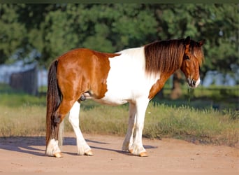 Kuc walijski partbred Mix, Wałach, 7 lat, 102 cm, Srokata