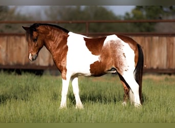 Kuc walijski partbred Mix, Wałach, 7 lat, 102 cm, Srokata