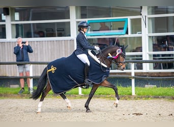 Kuc walijski partbred, Wałach, 7 lat, 145 cm, Gniada