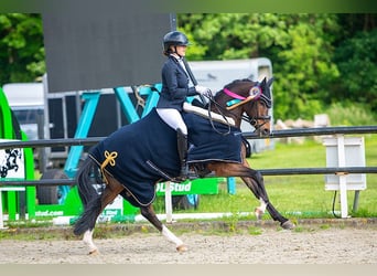 Kuc walijski partbred, Wałach, 7 lat, 146 cm, Gniada