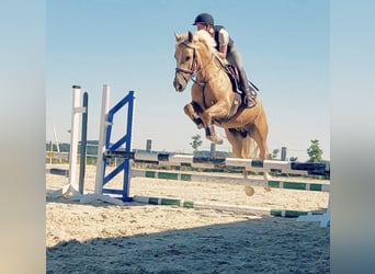 Kuc walijski partbred, Wałach, 7 lat, 155 cm, Izabelowata