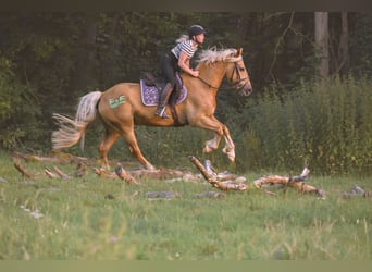 Kuc walijski partbred, Wałach, 7 lat, 155 cm, Izabelowata