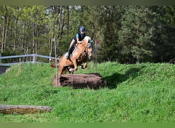 Kuc walijski partbred, Wałach, 7 lat, 155 cm, Izabelowata