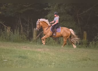 Kuc walijski partbred, Wałach, 8 lat, 155 cm, Izabelowata