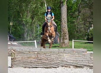 Kuc walijski partbred, Wałach, 8 lat, 155 cm, Izabelowata