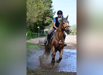 Kuc walijski partbred, Wałach, 8 lat, 155 cm, Izabelowata