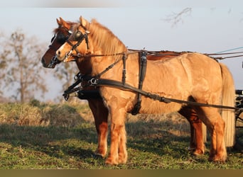 Kuc walijski partbred, Wałach, 9 lat, 130 cm, Ciemnokasztanowata