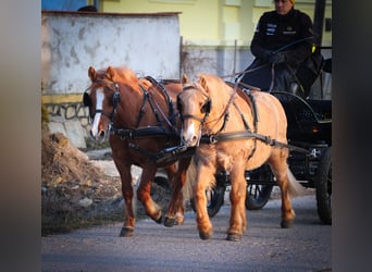 Kuc walijski partbred, Wałach, 9 lat, 130 cm, Ciemnokasztanowata