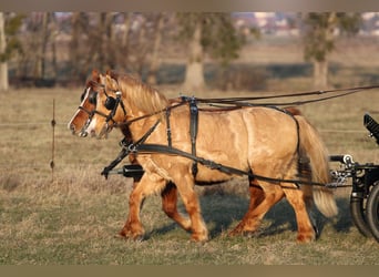 Kuc walijski partbred, Wałach, 9 lat, 130 cm, Ciemnokasztanowata