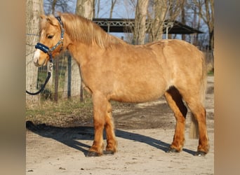 Kuc walijski partbred, Wałach, 9 lat, 130 cm, Ciemnokasztanowata