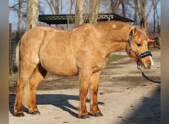 Kuc walijski partbred, Wałach, 9 lat, 130 cm, Ciemnokasztanowata