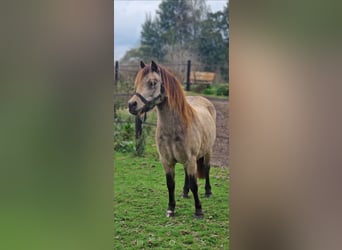 Kuc walijski sekcji A, Klacz, 10 lat, 115 cm, Jelenia