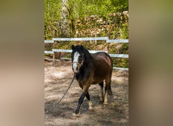 Kuc walijski sekcji A, Klacz, 10 lat, 125 cm, Ciemnogniada